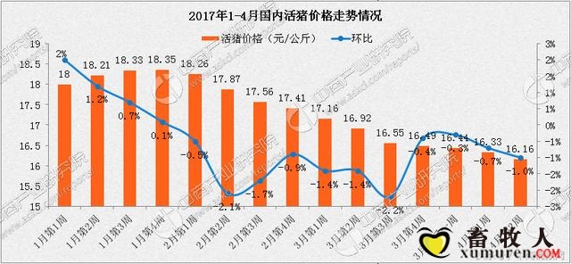 今日猪价最新动态，市场走势分析与预测